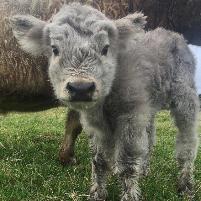 Tendresse Adorables Bebes Des Highlands Le Matin