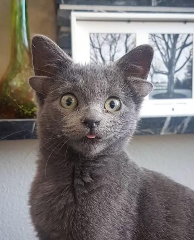 Le Chat Aux Quatre Oreilles Fait Fondre Instagram Le Matin