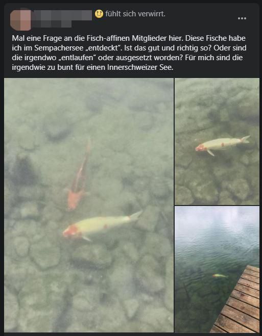 Edle Zuchtkarpfen: Unbekannter setzt Kois im Sempachersee aus - 20 