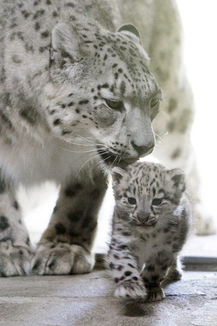 La Famille De Pantheres Des Neiges S Agrandit Au Zoo De Servion Tribune De Geneve