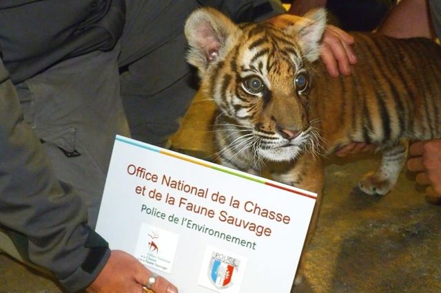 France Bebe Tigre Abandonne Dans Un Parc Pres De Paris Tribune De Geneve