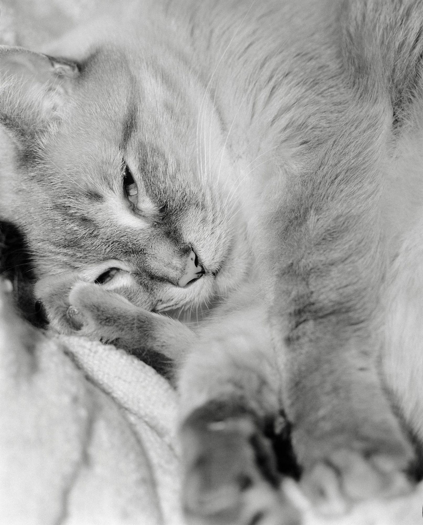 65 fragen uber katzen katzen sind hubsch lustig anmutig welcher mensch ist das schon tages anzeiger