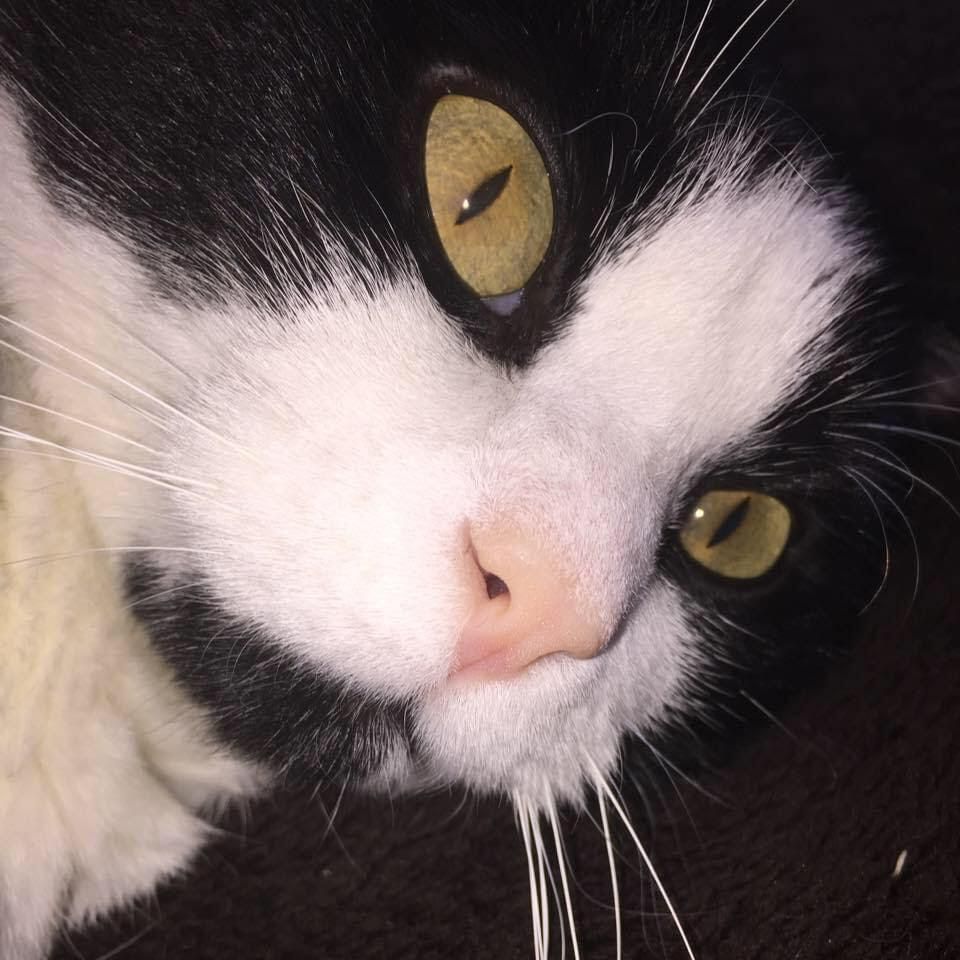 Belfaux Fr Et C Est La Que J Ai Apercu Exactement Le Profil De Mon Chat Minutes