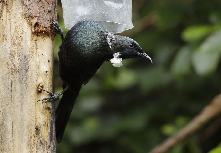 Neuseeland Plant Grosse Nagetier Vernichtungsaktion es Anzeiger