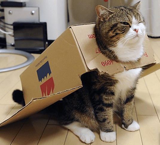 Superstars Du Web Les 10 Chats Les Plus Connus Au Monde Bilan