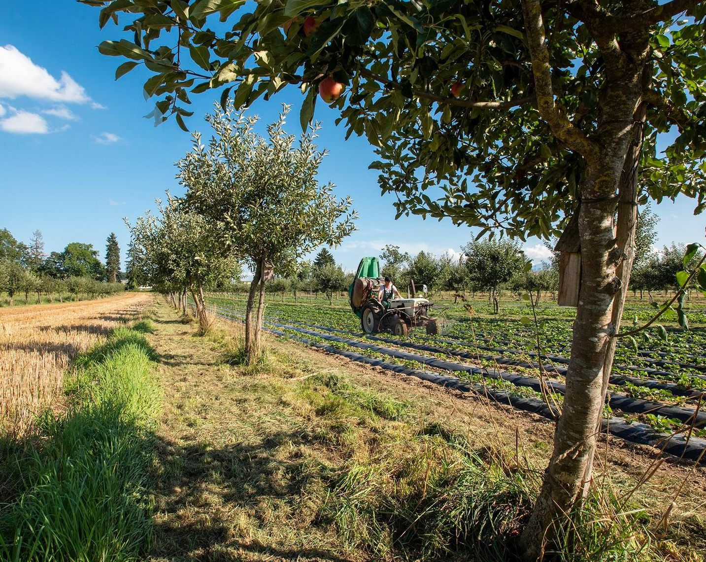 Permakultur Methode So Konnte Die Landwirtschaft Der Zukunft Aussehen Berner Zeitung