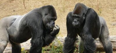 Face au surnombre de gorilles mâles, des zoos songent à les euthanasier