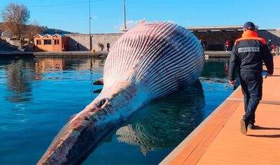 Italie Une Enorme Baleine Morte Decouverte Pres De Naples Le Matin Italie Une Enorme Baleine Morte Decouverte Pres De Naples Le Matin