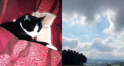 Belfaux Fr Et C Est La Que J Ai Apercu Exactement Le Profil De Mon Chat Minutes