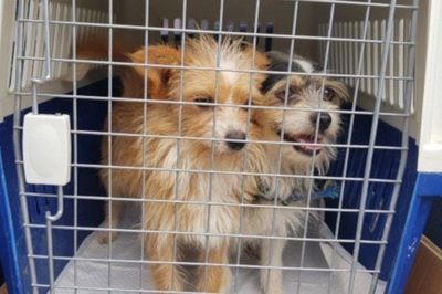 Coree Un Refuge Pour Chien Aurait Extermine 230 De Ses Pensionnaires Le Matin