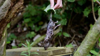 Neuseeland Plant Grosse Nagetier Vernichtungsaktion es Anzeiger