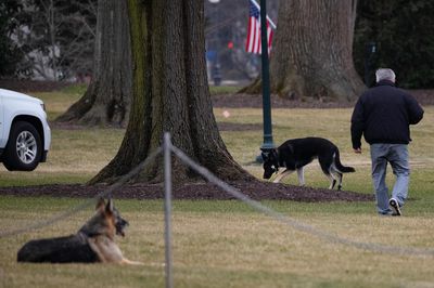 Etats Unis Les Chiens De Joe Biden Renvoyes De La Maison Blanche Tribune De Geneve