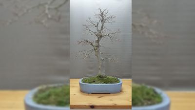 Bonsai Gestohlen Unbekannte Klauen Bottminger Gartner 3000 Franken Minibaum 20 Minuten