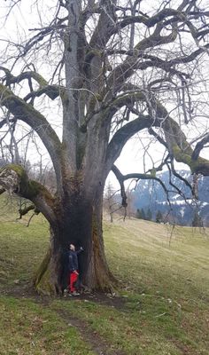 Baumpflegespezialist Fabio Henzelmann ist konsterniert über den sinnlos angerichteten Brandschaden an einer riesigen alten Sommerlinde in Aeschiried.