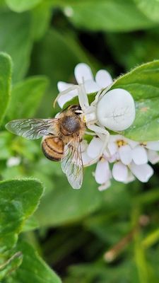 Leser antworten – Diese Spinne ist ein Chamäleon - Vimarsana News