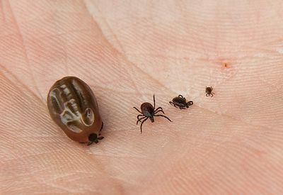 Animaux Domestiques Le Printemps Ou Quand Les Chats Ont Besoin D Attention 24 Heures