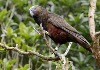 Neuseeland Plant Grosse Nagetier Vernichtungsaktion Der Bund