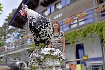Bruit Il Suffit D Un Coq Pour Que Des Voisins Se Dechirent Puis Se Trainent En Justice Le Matin
