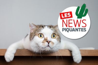 News Piquantes On A Trouve Le Chat Le Plus Distrait Du Monde Le Matin