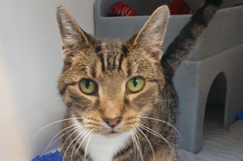 Triste Personne Ne Veut Du Chat Qui Eternue Sans Cesse Le Matin