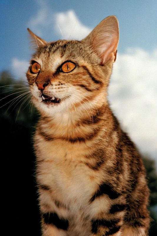 65 fragen uber katzen katzen sind hubsch lustig anmutig welcher mensch ist das schon tages anzeiger