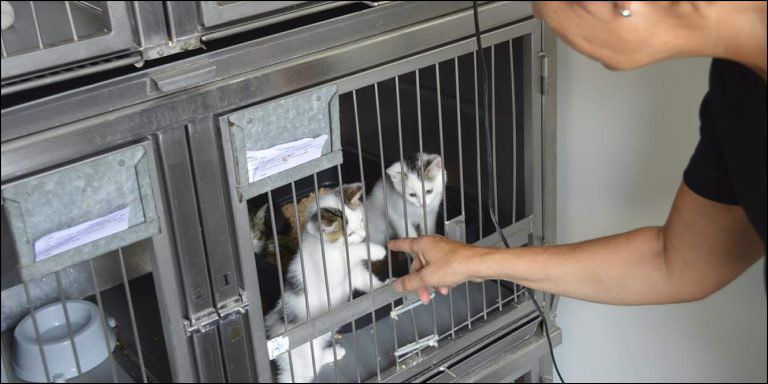 Tierheim Im Stress Wildkatzen Erobern Basel 20 Minuten