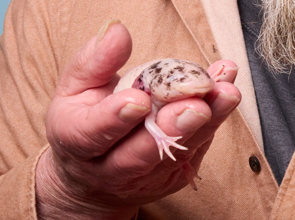 Sorens, le 15 avril 2024. Mon animal et moi : Michel Bard et ses axolotls.      Photo Yvain Genevay / Le Matin Dimanche