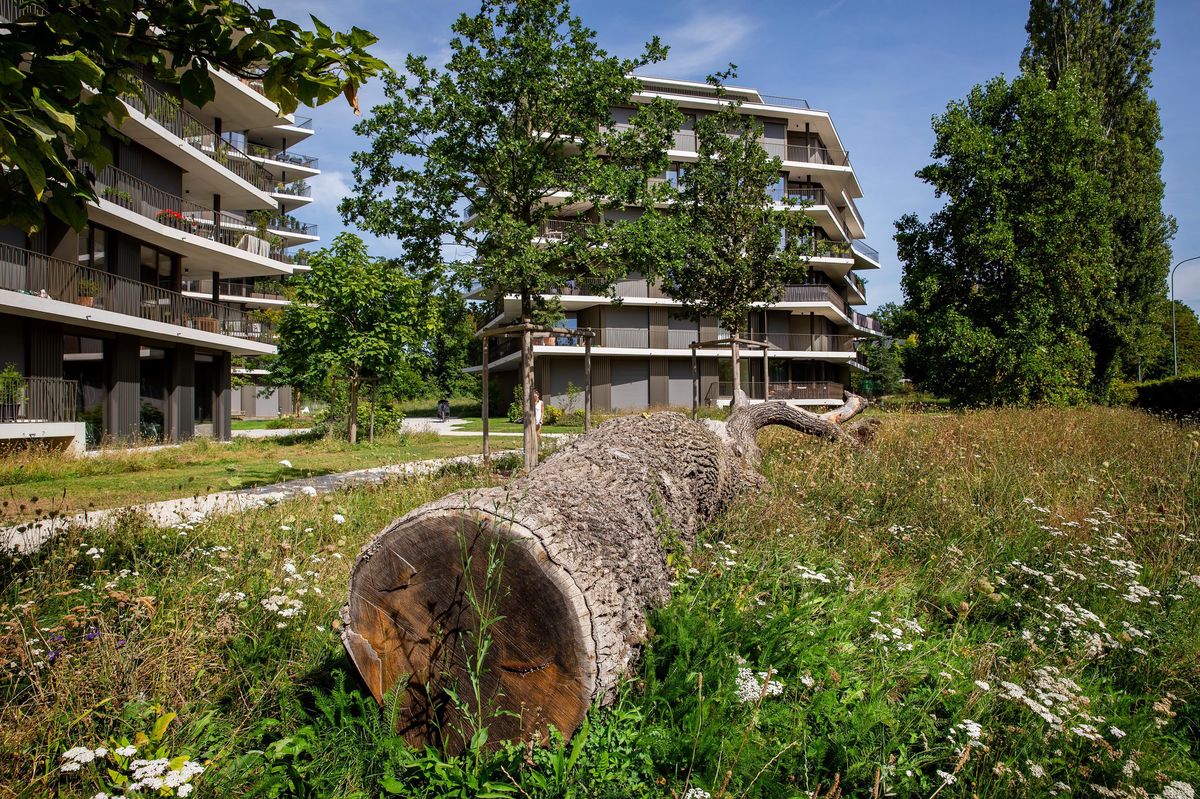 Les gazons fleuris sont la nouvelle tendance, que ce soit à la ville ou à la campagne. Ils demandent beaucoup moins d’entretien (ici à Cologny (GE), en septembre 2021.