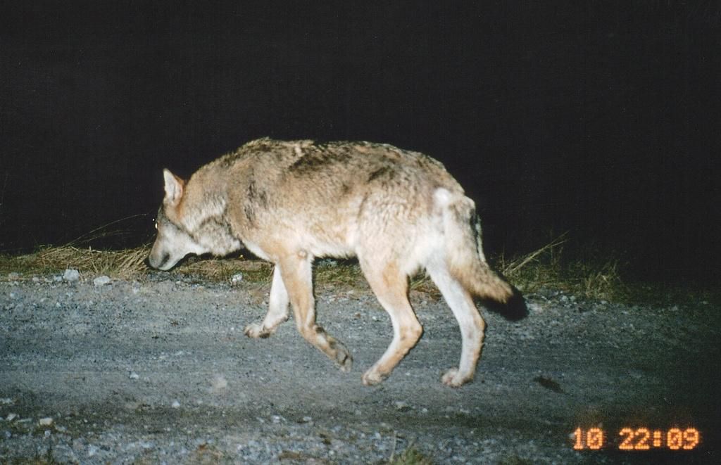Selon le site en ligne de 20 Minuten, le jeune loup né en 2021 a été abattu de manière illégale (photo d’illustration).