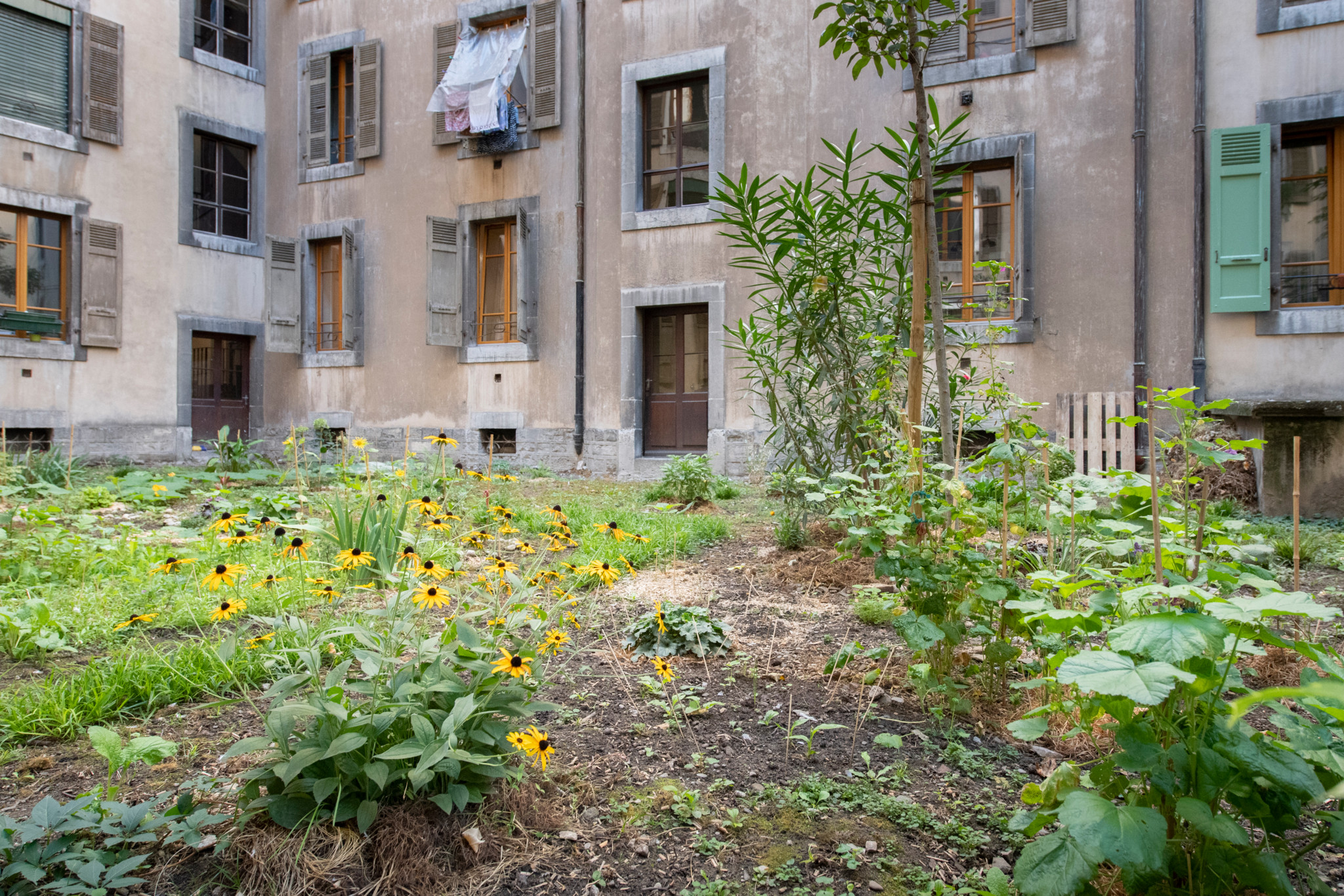 Parcelle végétalisée à Genève: Mains vertes et régie s’affrontent côté ...