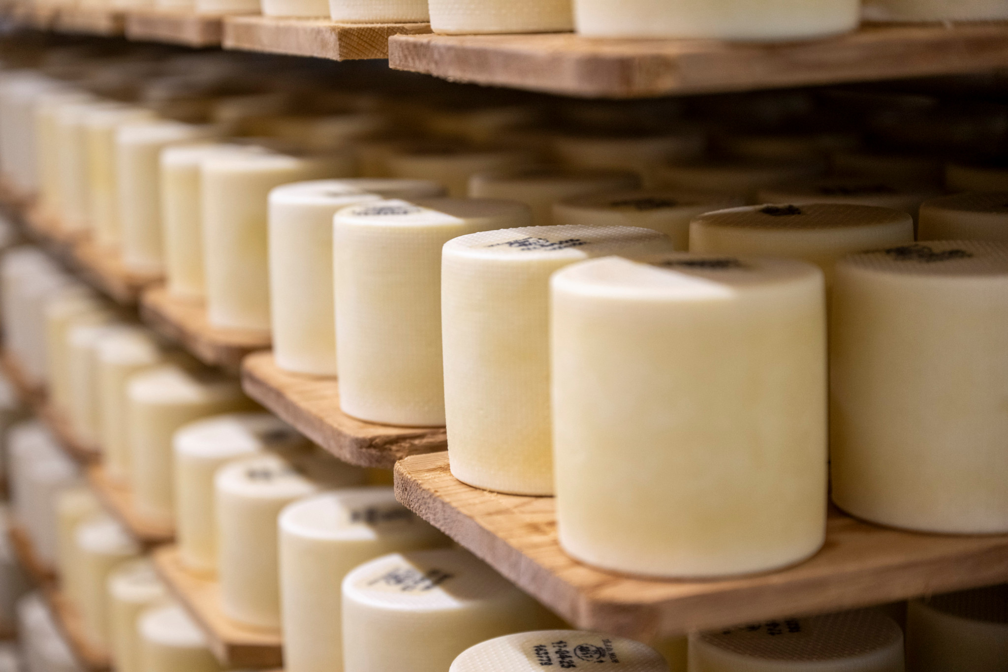 Sécheresse et production fromagère: Les fromages AOP suisses résisteront-ils à la pénurie de fourrage?