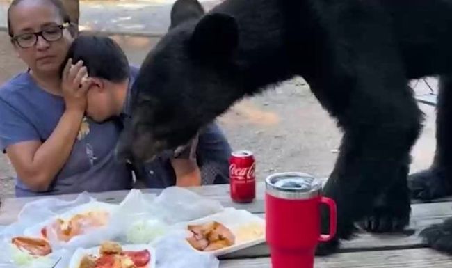 Un ours interrompt leur pique-nique 