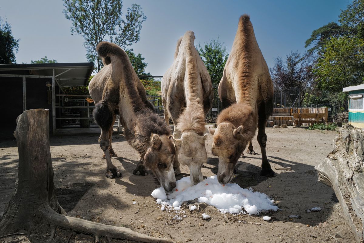 Le Bioparc fournit de la glace à ses animaux pour les soulager de la chaleur. 