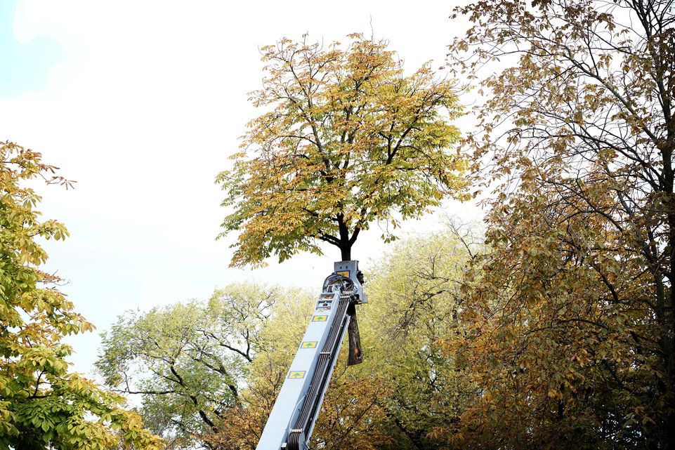 Genève, le 27 octobre 2016. Plaine de Plainpalais. Des arbres sélectionnés sont abattus et coupés. Photo: Laurent Guiraud.