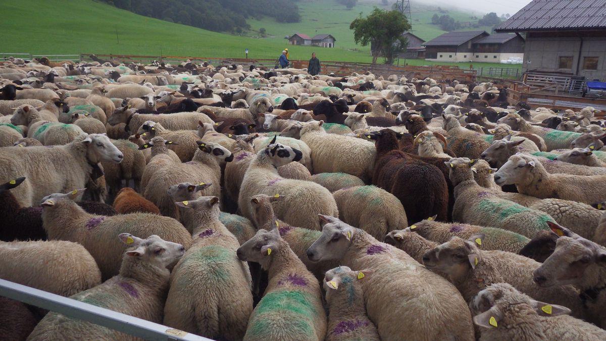 Schafe-gerissen-Aggressiver-Pitbull-greift-Schafherde-an