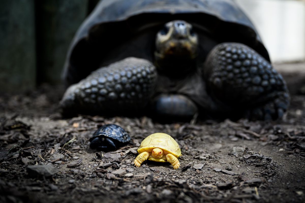 Albinos, le 3e bébé tortue des Galápagos né au Tropiquarium de Servion est un spécimen unique au monde. 