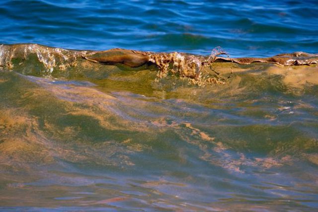 «In Wasser gelöstes Öl ist nicht harmlos»: Noch Ölspuren an der Küste von Alabama.