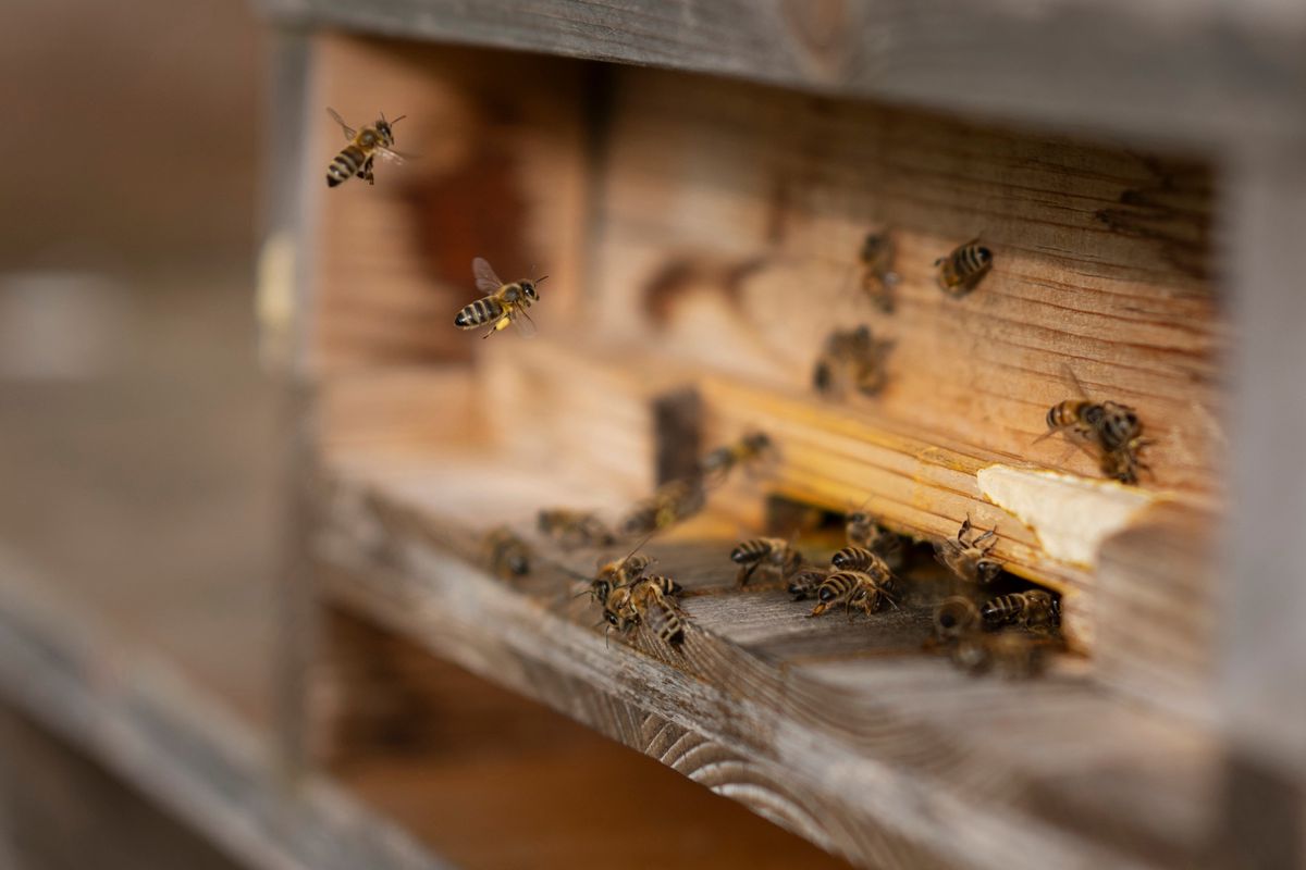 Bienen fliegen aus den Bienenstoecken eines Imkers, die in der Baumplantage aufgestellt sind, fotografiert auf dem Hof von Natalie und Dominik Wirth in Egnach am Dienstag, 9. April 2024. Natalie und Dominik Wirth haben den regenerativen und pestizidfreien Bauernhof von Helmut Mueller uebernommen, und bauen biologisch Hochstammbaeume an. Sie haben ueber 400 verschiedene Apfelsorten, und zuechten ihre eigenen Sorten. (KEYSTONE/Gaetan Bally)