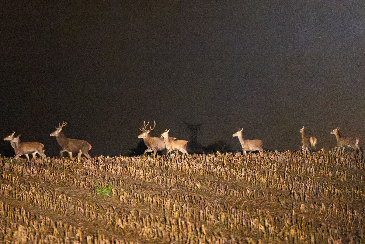Groupe de cerfs traversant un champ la nuit lors d’un comptage avec les gardes faunes à Genève, le 11 décembre 2023.