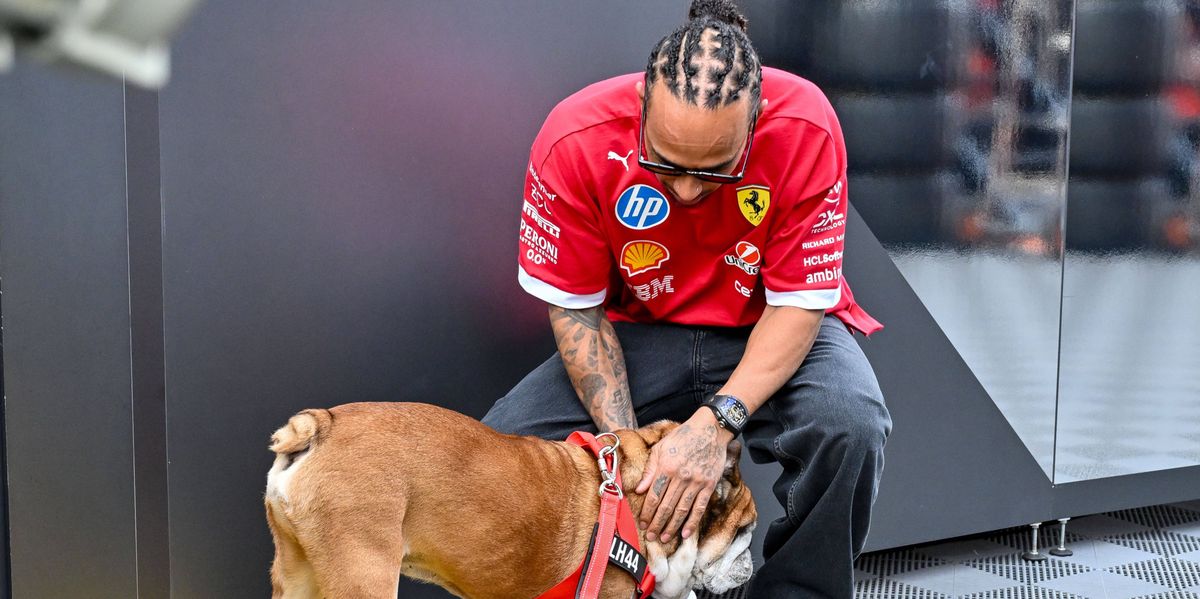 Lewis Hamilton: Trauer um geliebten Hund Roscoe