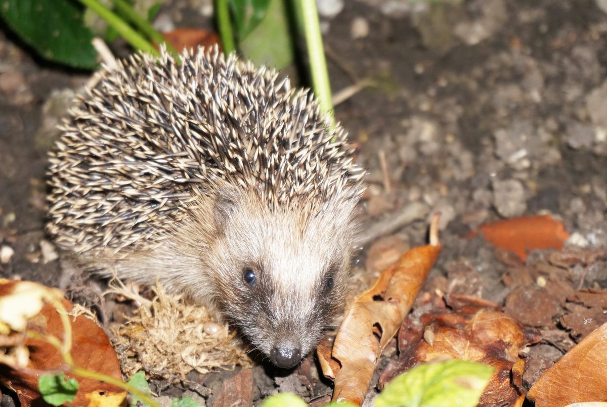 So kann man helfen Milder Herbst hält Igel wach Der Landbote