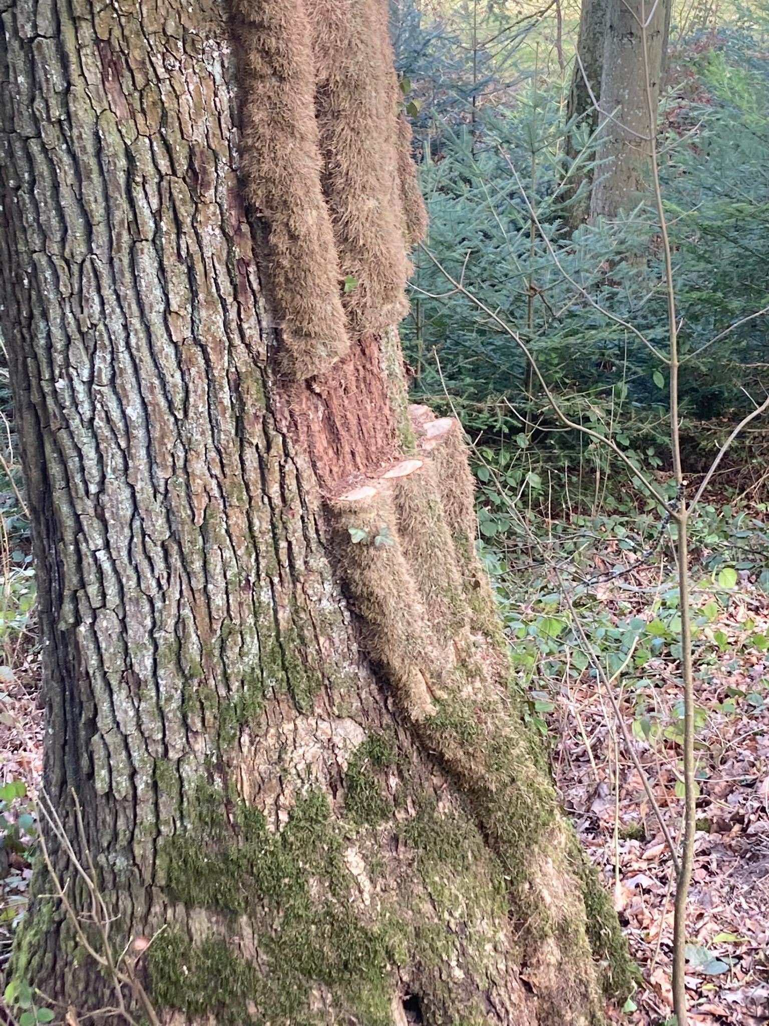 glanzmispel red robin hochstamm verliert blätter Glanzmispel 'Red Robin' kaufen – rote Hecke main image 0