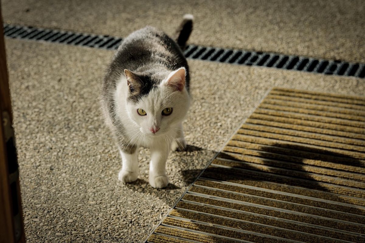 Ce chat non pucé a élu domicile en la mairie thônésienne, au grand bonheur de la plupart des collaborateurs.
