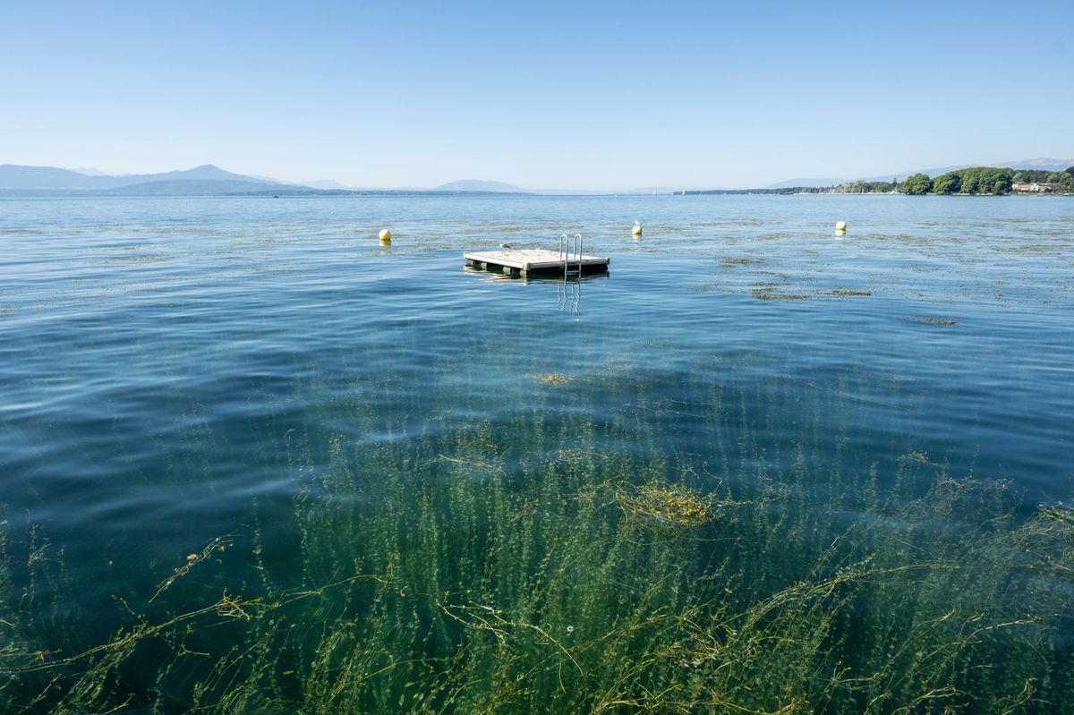 Lac Léman avec des macrophytes poussant jusqu'à la surface, visible sur l'eau. Une plateforme flottante se trouve au centre de l'image. Canicule à Rolle, 03 août 2022.