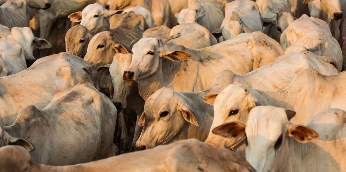 Le bétail est déplacé par des boiadeiros vers le ranch après une journée dans le pâturage à Castanheira, Mato Grosso.