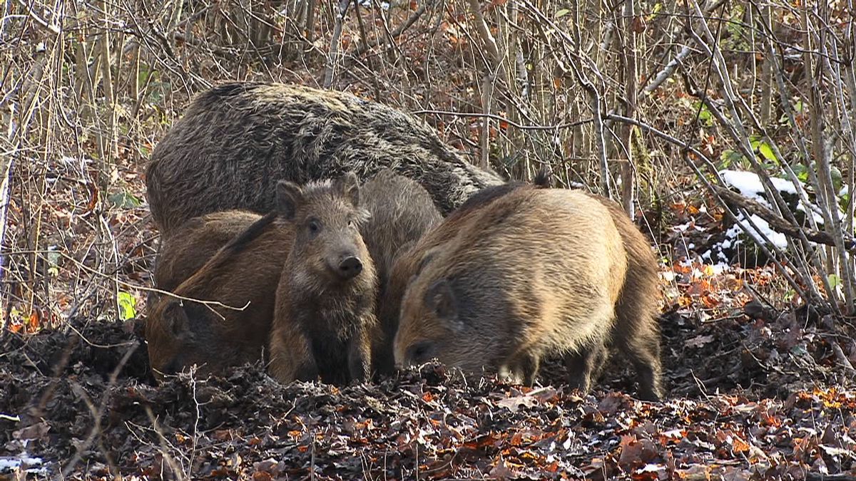 Chaque année, environ 200 sangliers et entre 20 et 30 chevreuils sont abattus, selon les chiffres disponibles sur la page du sondage (image d’illustration).