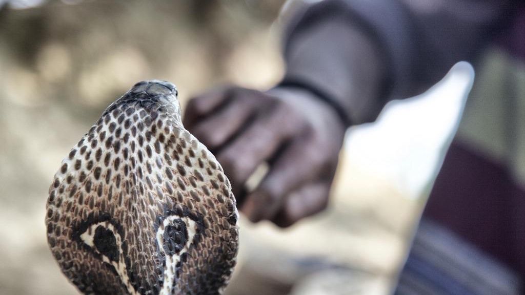 Kerala La vipère ayant échoué à tuer sa femme, il passe au cobra Le Matin