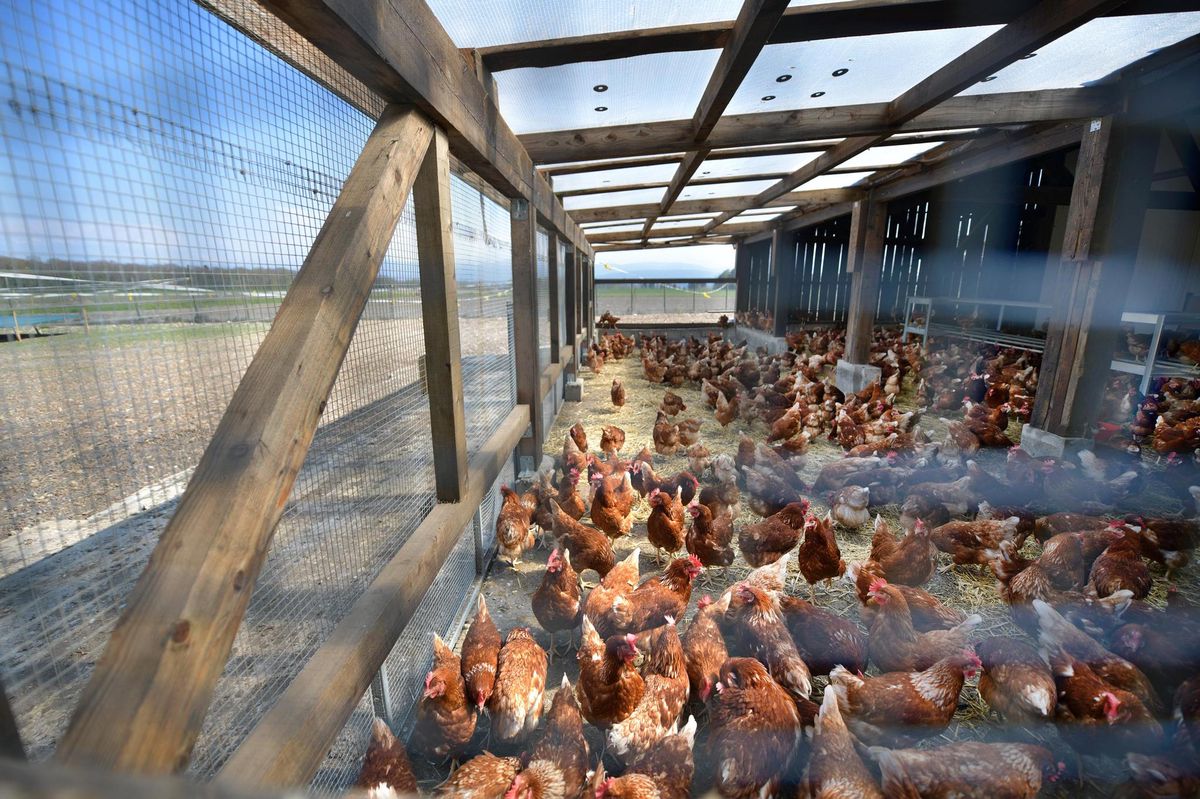 Les poules de l'élevage de Christian Rebetez à Prangins sont protégés de la grippe aviaire grâce aux grillages et à la toiture qui entourent le jardin d'hiver des poules  confinées. 