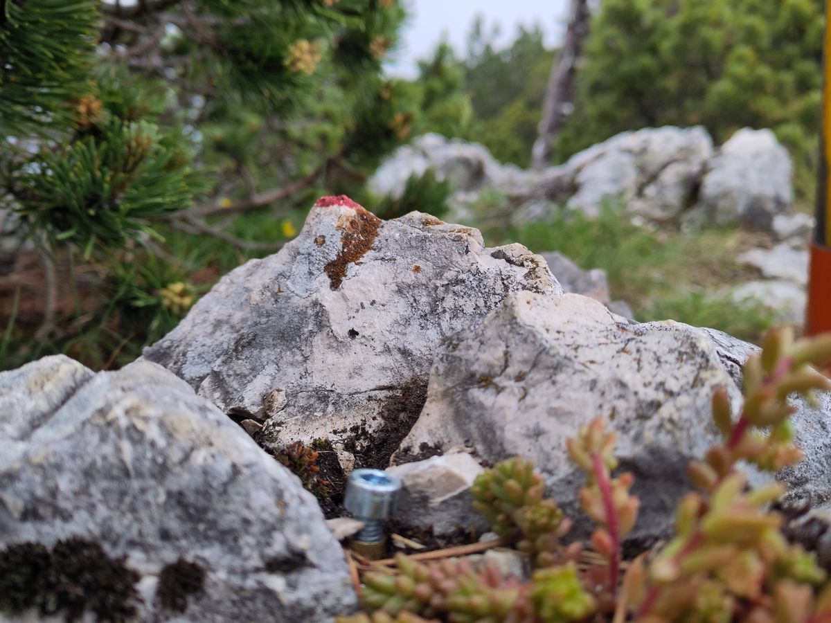 Roche gris clair au premier plan entourée de plantes vertes et de petites branches, avec un arrière-plan flou de paysages rocheux et d'arbres.