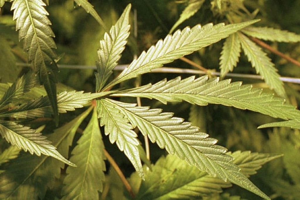 Bern prüft Beschwerde gegen verbotenes Hanfexperiment